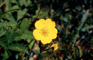 Potentille à grandes fleurs © Bernard Nicollet - Parc national des Ecrins