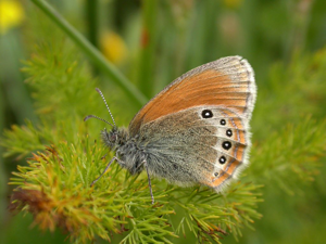 Satyrion (Le), Philéa (Le) © Blandine Delenatte - Parc national des Ecrins