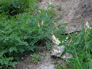 Sainfoin de Boutigny © Samy Jendoubi - Parc national des Ecrins
