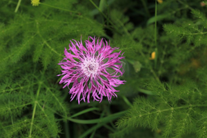 Centaurée à une fleur © Marc Corail - Parc national des Ecrins