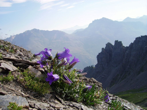 Campanule des Alpes © Bernard Nicollet - Parc national des Ecrins