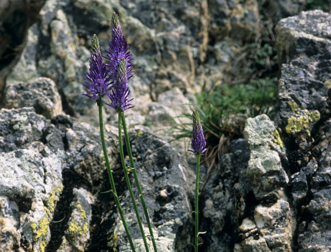 Raiponce à feuilles de Bétoine &copy; Bernard Nicollet - Parc national des Ecrins