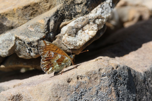 Nacré des renouées © Marc Corail - Parc national des Ecrins