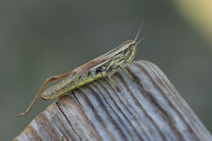 Criquet des bromes © Marc Corail - Parc national des Ecrins