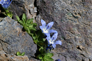 Campanule du Mont Cenis © Cédric Dentant - Parc national des Ecrins