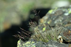 Fétuque de Haller © Cédric Dentant - Parc national des Ecrins