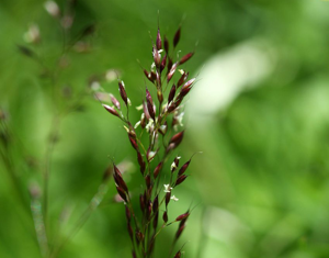 Agrostide des rochers © Cédric Dentant - Parc national des Ecrins