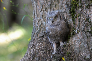 Hibou petit-duc, Petit-duc scops © Damien Combrisson - Parc national des Ecrins