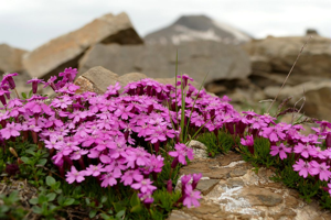 Silène acaule © Victor Zugmeyer - Parc national des Ecrins