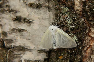 Leucoma salicis © Marc Corail - Parc national des Ecrins