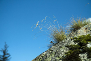 Fétuque bigarrée (ou hérisson) au Lauvitel © Cédric Dentant - Parc national des Ecrins