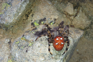 Épeire à quatre points - Le Saut du Laire - Orcières - Champsaur © Marc Corail - Parc national des Ecrins
