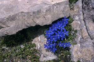 Gentiane à feuilles courtes © Marie-Geneviève Nicolas - Parc national des Ecrins