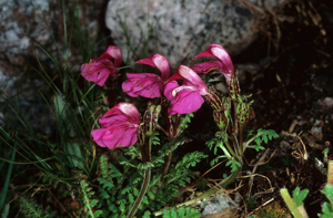 Pédiculaire de Kerner © Bernard Nicollet - Parc national des Ecrins