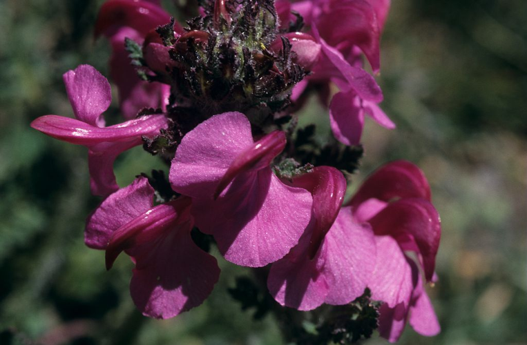 Pédiculaire arquée &copy; Bernard Nicollet - Parc national des Ecrins