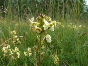 Pédiculaire tubéreuse © Marie-Geneviève Nicolas - Parc national des Ecrins