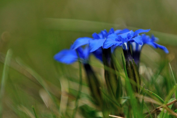 Gentiane printanière &copy; Mireille Coulon - Parc national des Ecrins