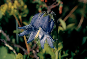 Campanule barbue © Parc national des Ecrins