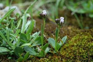 Arabette bleuâtre, Arabette bleue © Cédric Dentant - Parc national des Ecrins