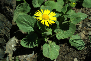 Doronic à grandes fleurs © Cédric Dentant - Parc national des Ecrins