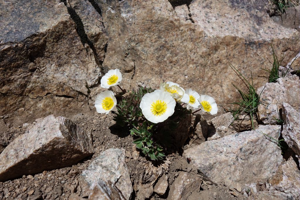 Renoncule des glaciers © Cédric Dentant - Parc national des Ecrins