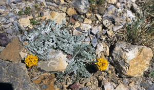 Séneçon blanchâtre © Bernard Nicollet - Parc national des Ecrins