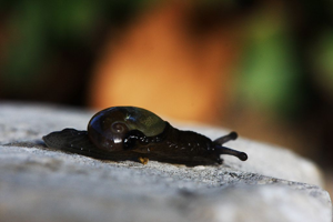 Semilimace recouverte © Damien Combrisson - Parc national des Ecrins