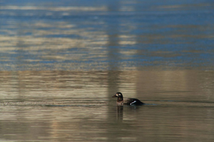 Macreuse brune mâle 1er hiver © Damien Combrisson - Parc national des Ecrins