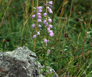 Campanule de Bologne © Bernard Nicollet - Parc national des Ecrins