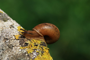 Moine de Draparnaud © Damien Combrisson - Parc national des Ecrins