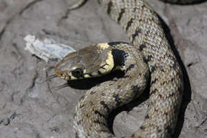 Couleuvre à collier © Marc Corail - Parc national des Ecrins - Ancelle - Champsaur