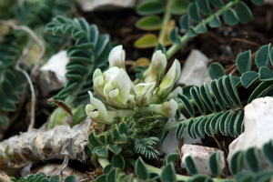 Astragale nain, Astragale prostré © Cédric Dentant - Parc national des Ecrins