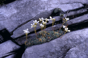 Saxifrage bleue, Saxifrage bleuâtre © Marie-Geneviève Nicolas - Parc national des Ecrins