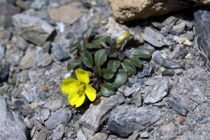 Chou étalé, Érucastre étalé © Cédric Dentant - Parc national des Ecrins