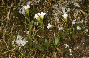Saxifrage fausse Androsace © Bernard Nicollet - Parc national des Ecrins