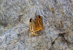Ecaille alpine (L'), Endrosie crépitante (L') © Frédéric Goulet - Parc national des Ecrins