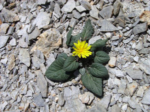 Crépide naine, Crépis nain © Bernard Nicollet - Parc national des Ecrins