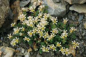 Saxifrage à deux fleurs, Saxifrage à fleurs par deux © Bernard Nicollet - Parc national des Ecrins