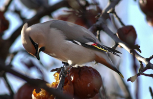 Jaseur boréal, Jaseur de Bohème © Gil Deluermoz - Parc national des Ecrins