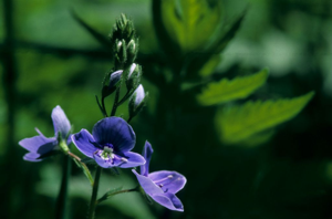 Véronique petit chêne, Fausse Germandrée © Mireille Coulon - Parc national des Ecrins