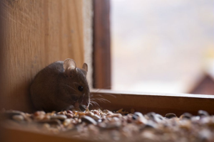 Souris grise, Souris domestique © Thierry Maillet - Parc national des Ecrins