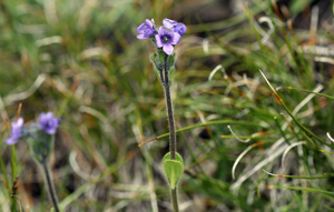 Véronique fausse Pâquerette © Cédric Dentant - Parc national des Ecrins