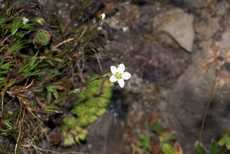 Alsine calaminaire, Minuartie du printemps, Minuartia du printemps &copy; Cédric Dentant - Parc national des Ecrins