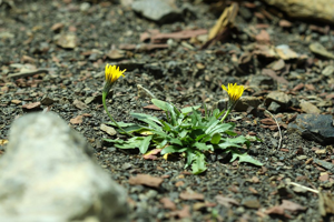 Léontodon des montagnes © Cédric Dentant - Parc national des Ecrins
