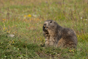 Marmotte alpine © C. Balais (Parc national de la Vanoise)