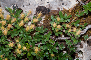 Saule à feuilles émoussées © V. Augé (Parc national de la Vanoise)
