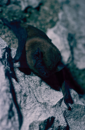 Grande Noctule © Jean-Pierre Martinot - Parc national de la Vanoise