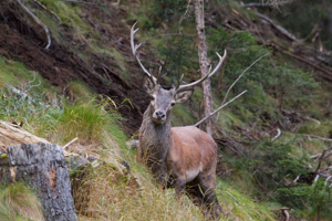 Cerf élaphe © Jean-Yves Ployer - Parc national de la Vanoise