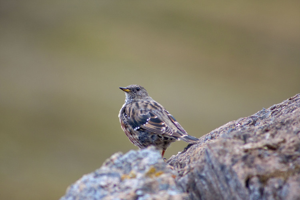 Accenteur alpin © Benoît Deffrennes - Parc national de la Vanoise