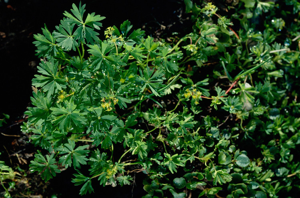 Alchémille à cinq folioles © Philippe Benoit - Parc national de la Vanoise